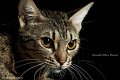 ocicats14_10133