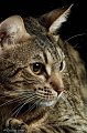 ocicats14_10134