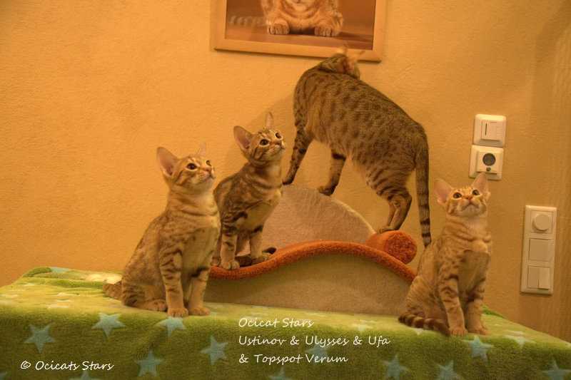 _MG_5727.jpg - Ocicats Stars Ulysses, Ustinov, Ufa, Verum