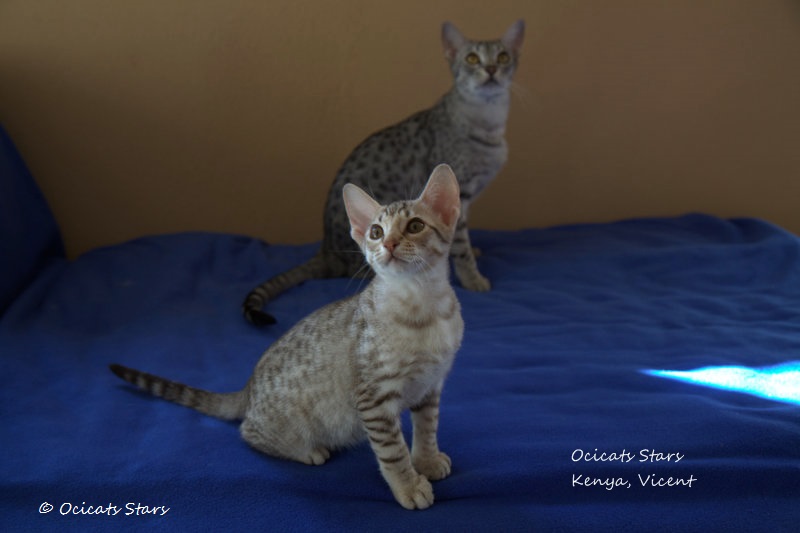 _MG_9234.jpg - Ocicats Stars Kenya, Vicent