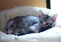 IMG_7215_1