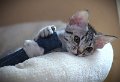 IMG_7229_1