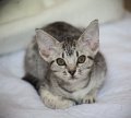 IMG_7231_1