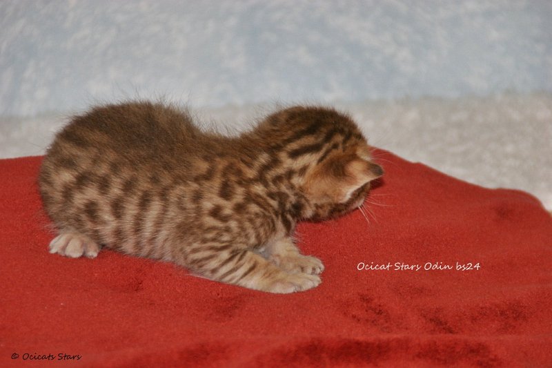 IMG_0356.JPG - Ocicats Stars Odin bs24