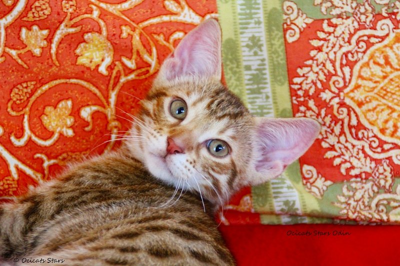 IMG_1010-002.JPG - Odin