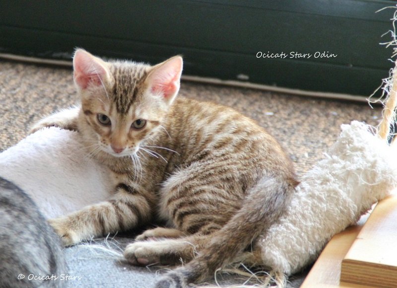 IMG_1028.JPG - Paul & Odin