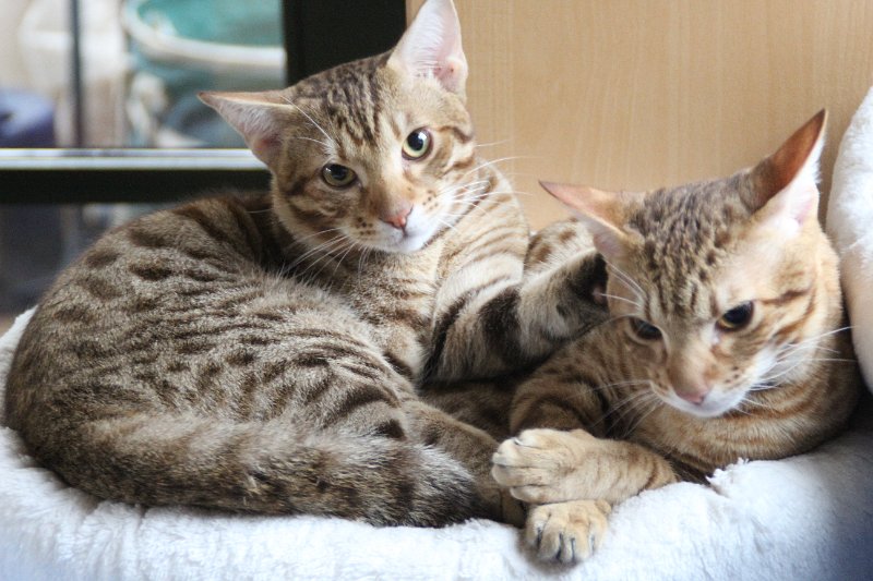 IMG_4722.JPG - Ocicats Stars Odin & Oliver