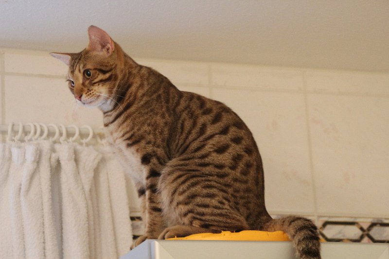 IMG_4821.JPG - Ocicats Stars Odin