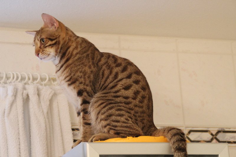 IMG_4822.JPG - Ocicats Stars Odin