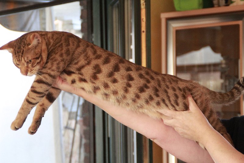 IMG_5195.JPG - Ocicats Stars Odin