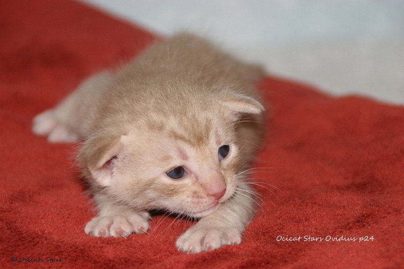IMG_0410.JPG - Ocicats Stars Ovidius p24
