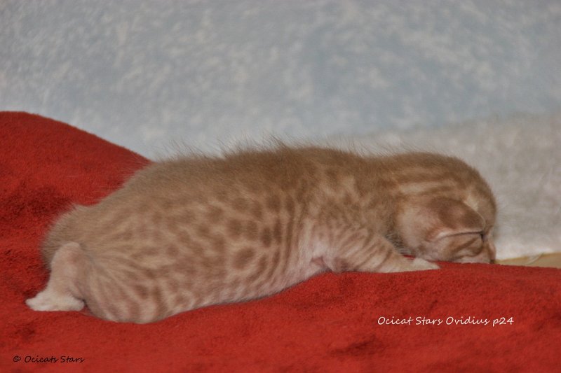 IMG_0424.JPG - Ocicats Stars Ovidius p24