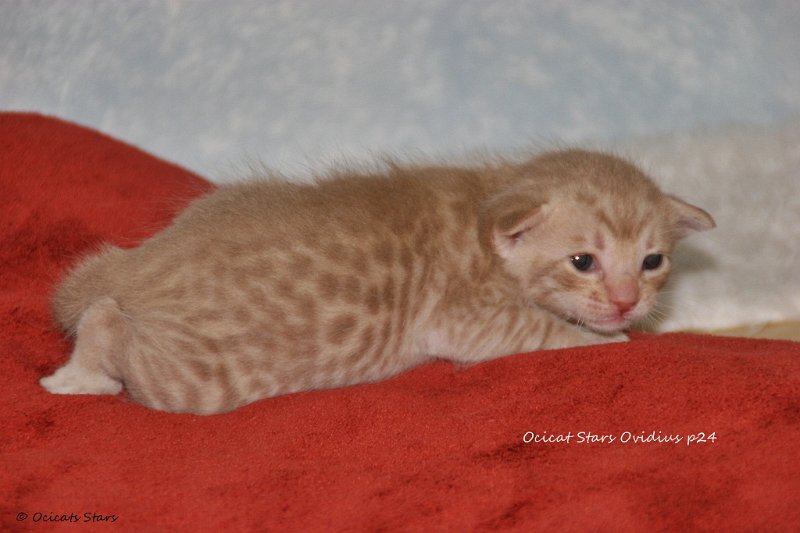 IMG_0425.JPG - Ocicats Stars Ovidius p24