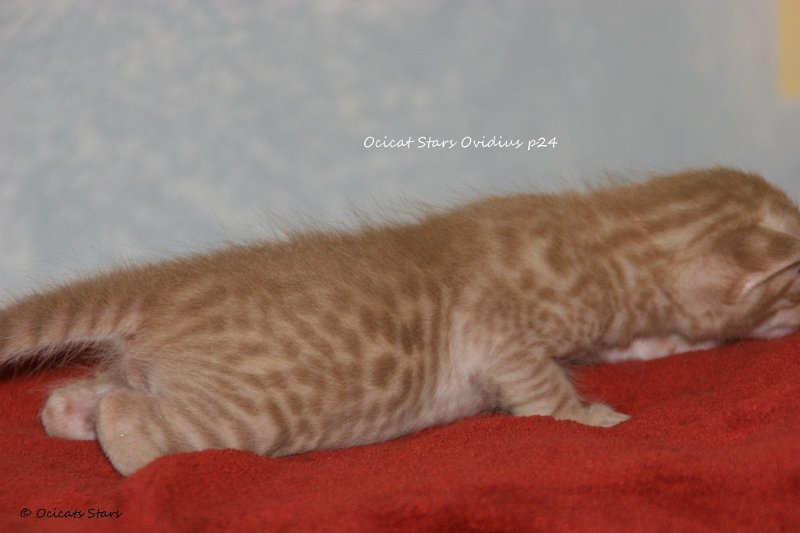 IMG_0441.JPG - Ocicats Stars Ovidius p24