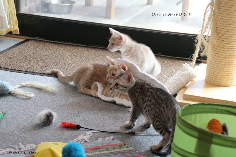 IMG_0996.JPG - Ovidius, Oneill, Paul