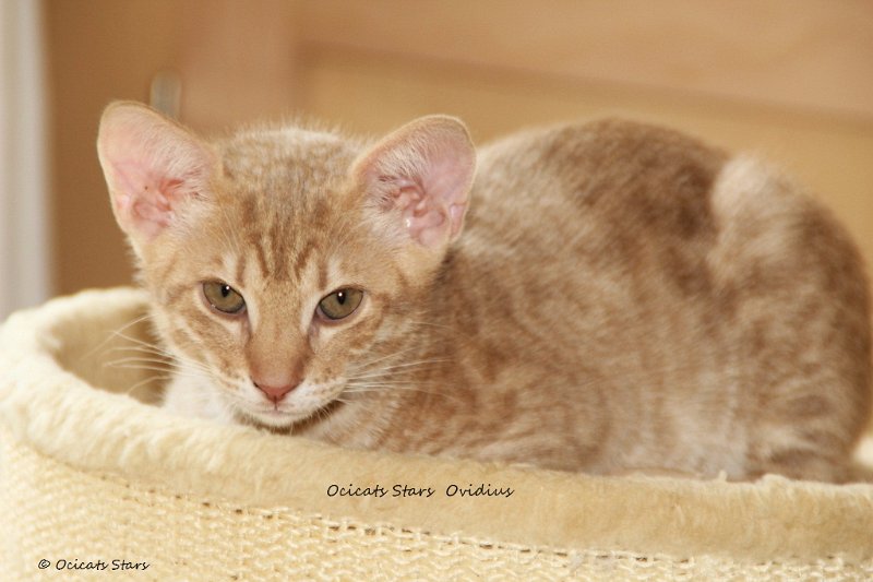 IMG_1057.JPG - Ovidius