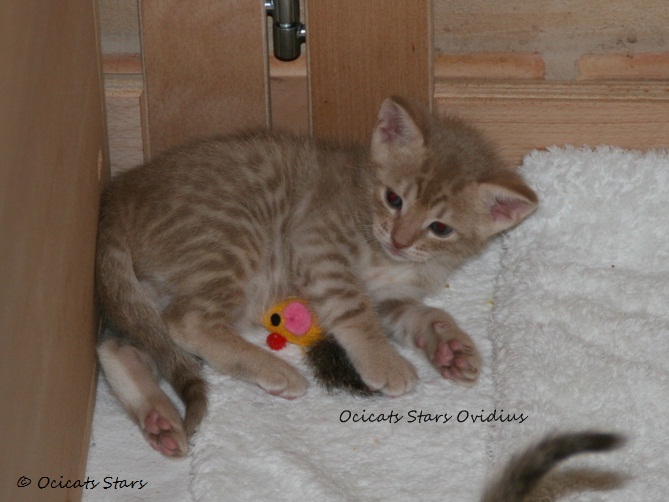 IMG_1165.JPG - Ocicats Stars Ovidius