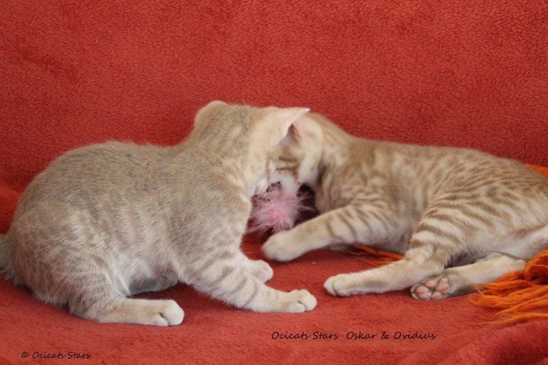 IMG_1309.JPG - Oskar & Ovidius