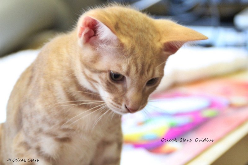 IMG_1421.JPG - Ovidius