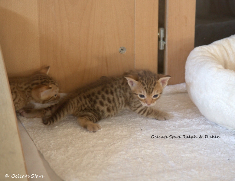IMG_3834.jpg - Ralph & Rubin