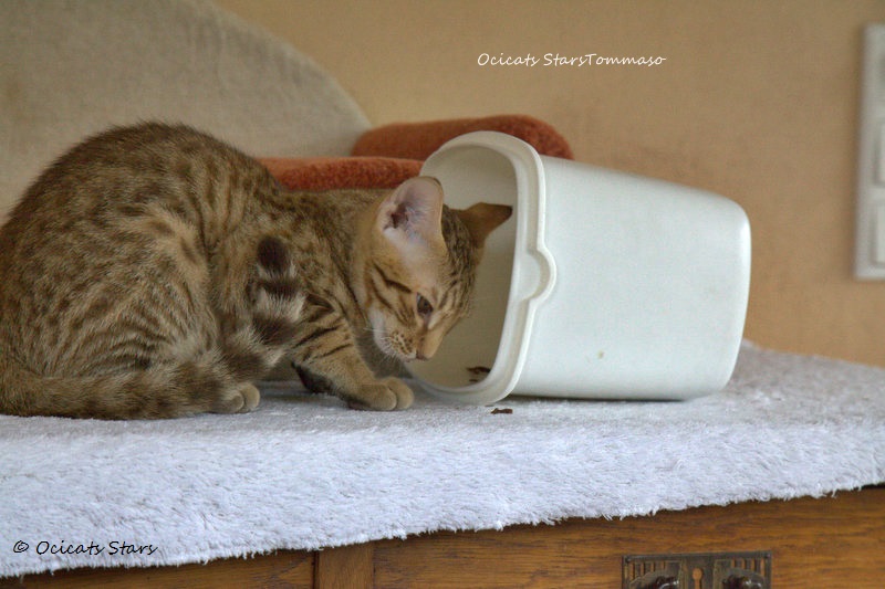 _MG_2416.jpg - Ocicats Stars Tommaso
