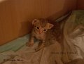 _MG_0354
