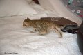 _MG_0851
