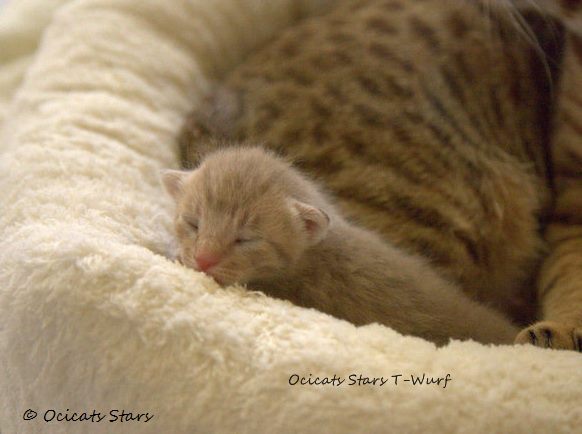 _MG_9860.jpg - Ocicats Stars T-Wurf