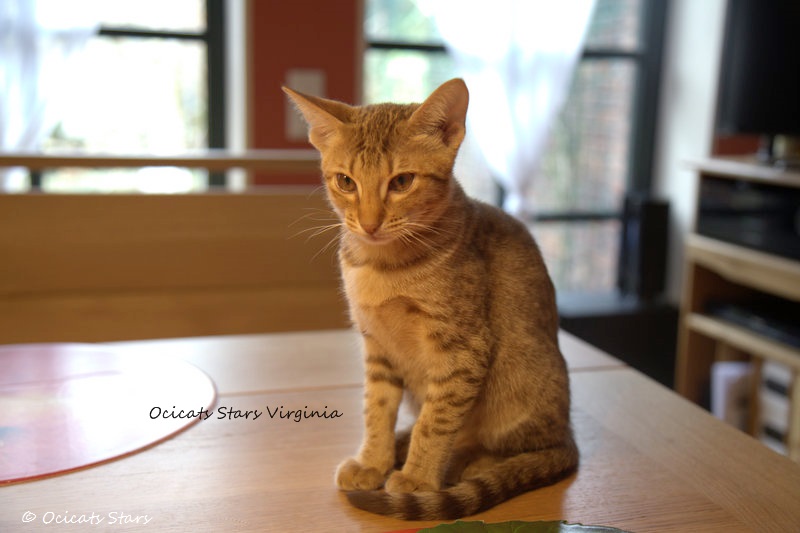 _MG_0065.jpg - Ocicats Stars Virginia