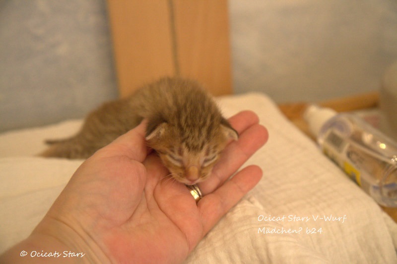 _MG_5949.jpg - Ocicat Stars V-Wurf 13.11.2014  ...b 24