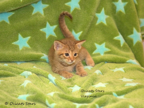 _MG_6746.jpg - Ocicats Stars V-Wurf Virginia