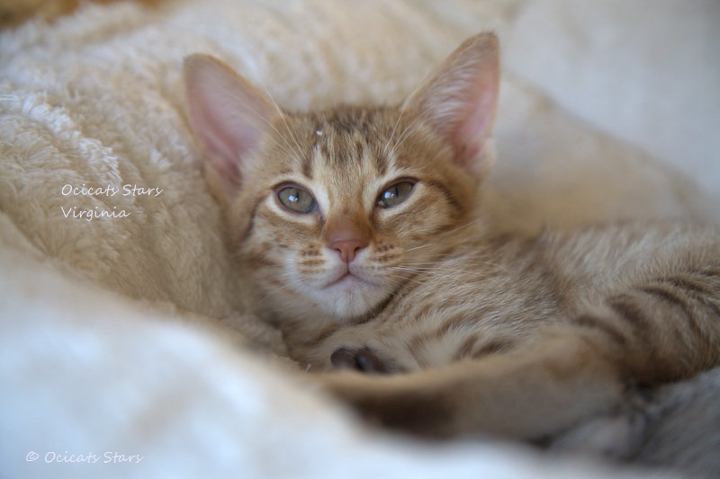 _MG_7377.jpg - Ocicats Stars Virginia