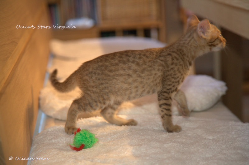 _MG_7634.jpg - Ocicats Stars Virginia