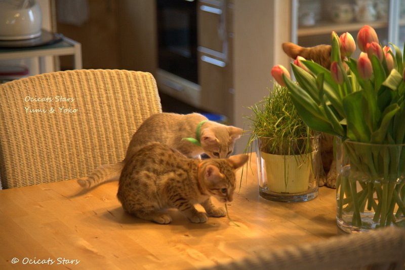 _MG_0291.jpg - Ocicats Stars Yumi, Yoko